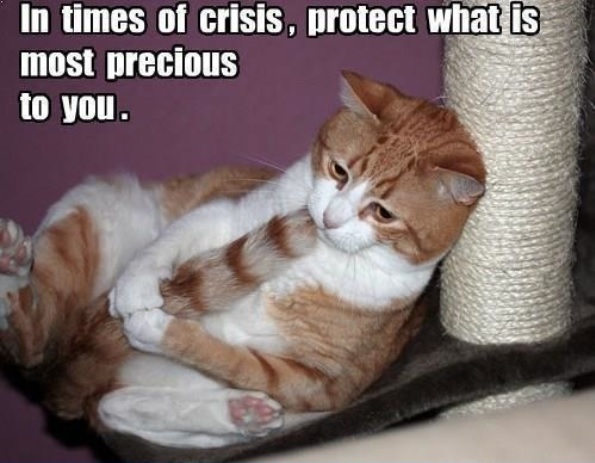 Crisis cat